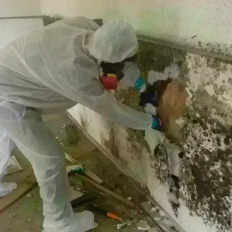 Mold Remediation and Removal in Three Lakes, FL